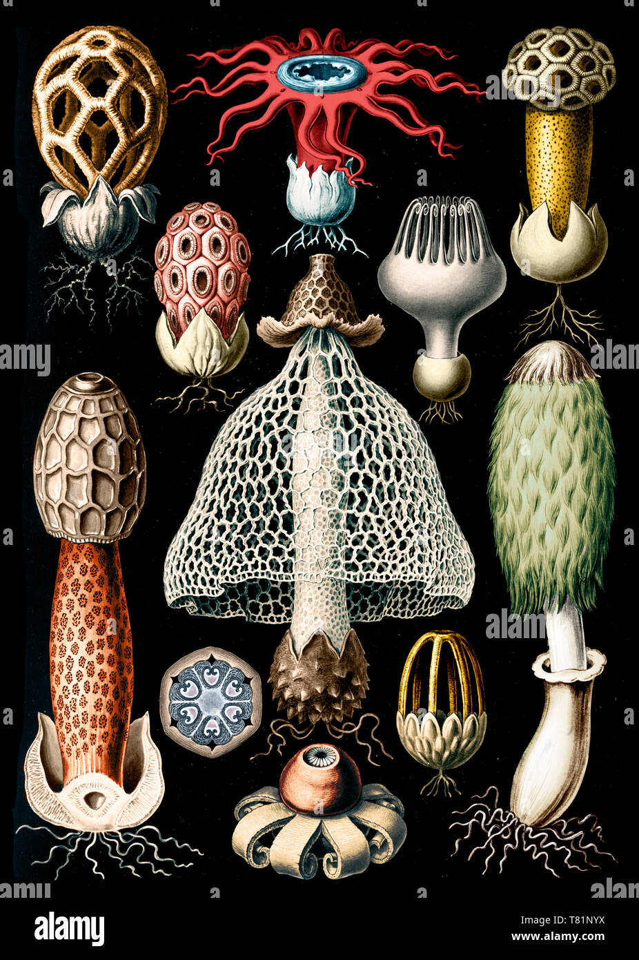 ersnt%20haeckel3